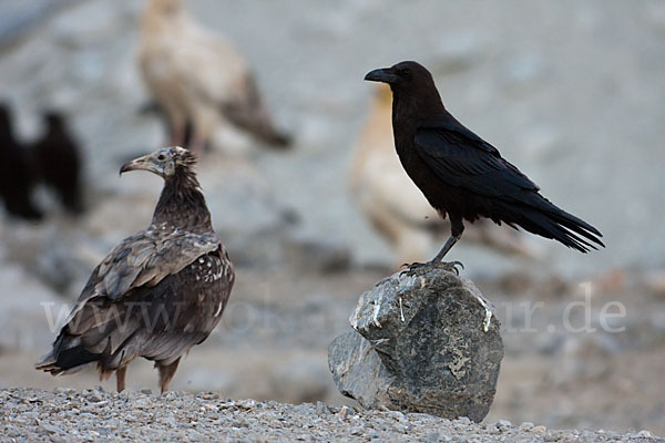 Schmutzgeier (Neophron percnopterus)