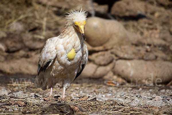 Schmutzgeier (Neophron percnopterus)