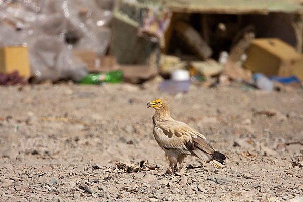 Schmutzgeier (Neophron percnopterus)