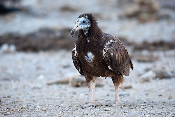 Schmutzgeier (Neophron percnopterus)