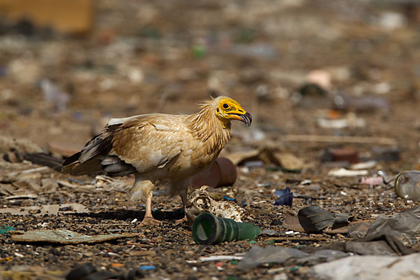 Schmutzgeier (Neophron percnopterus)