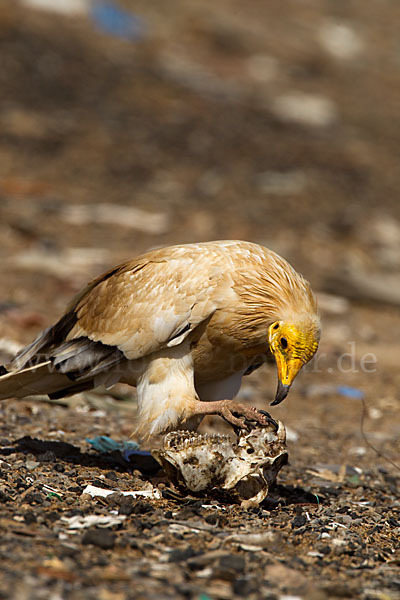 Schmutzgeier (Neophron percnopterus)