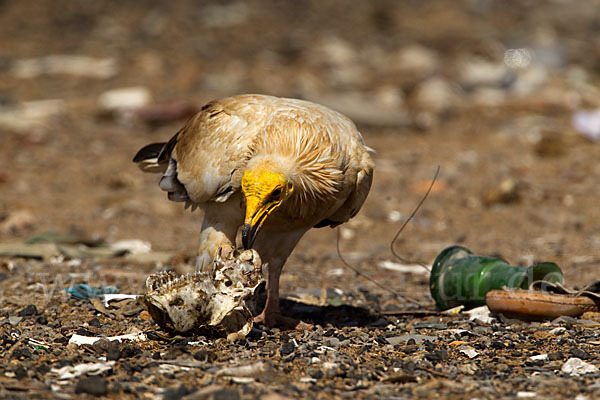 Schmutzgeier (Neophron percnopterus)