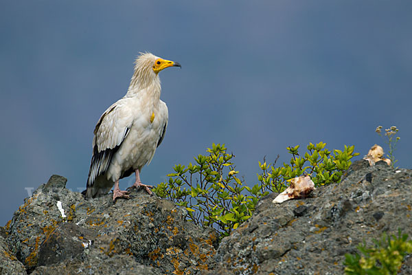 Schmutzgeier (Neophron percnopterus)