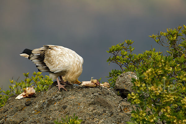 Schmutzgeier (Neophron percnopterus)