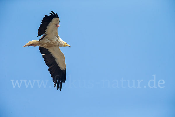 Schmutzgeier (Neophron percnopterus)