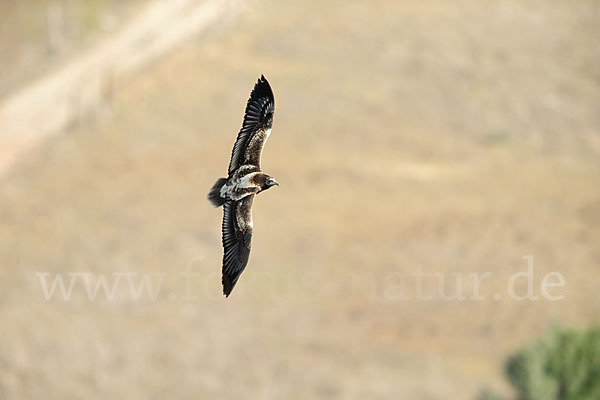 Schmutzgeier (Neophron percnopterus)