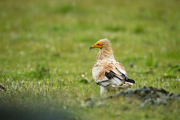 Schmutzgeier (Neophron percnopterus)