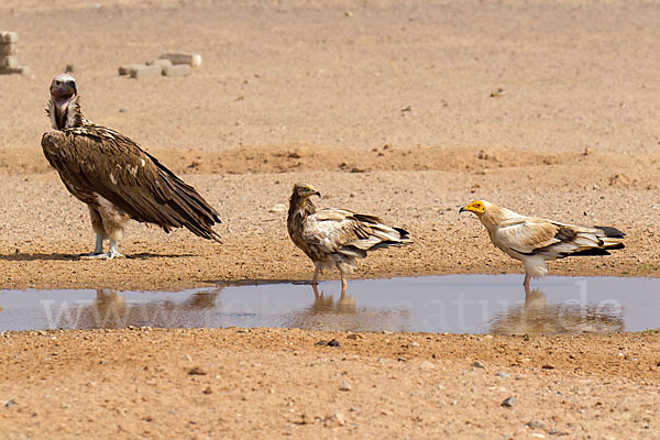 Schmutzgeier (Neophron percnopterus)