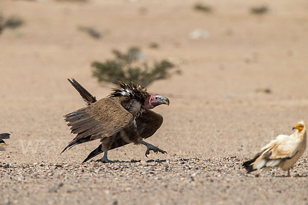 Schmutzgeier (Neophron percnopterus)