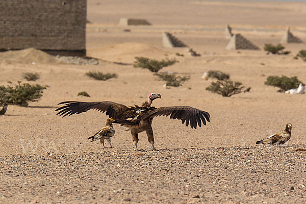 Schmutzgeier (Neophron percnopterus)