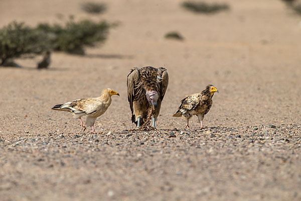 Schmutzgeier (Neophron percnopterus)