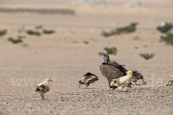 Schmutzgeier (Neophron percnopterus)