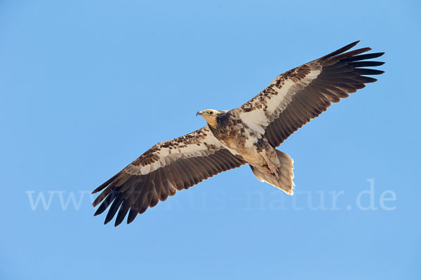 Schmutzgeier (Neophron percnopterus)