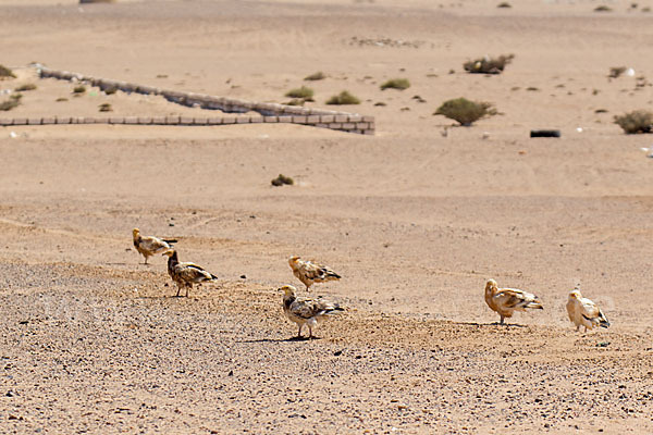 Schmutzgeier (Neophron percnopterus)