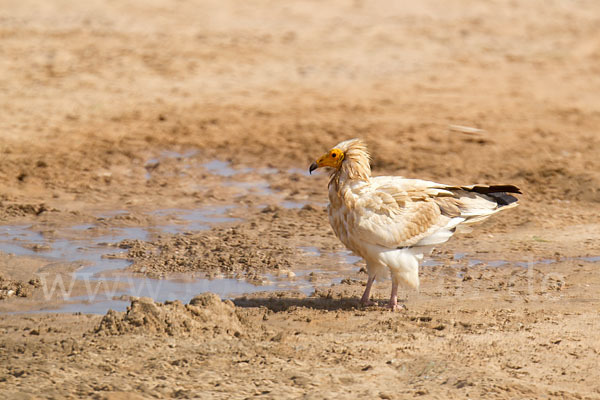 Schmutzgeier (Neophron percnopterus)