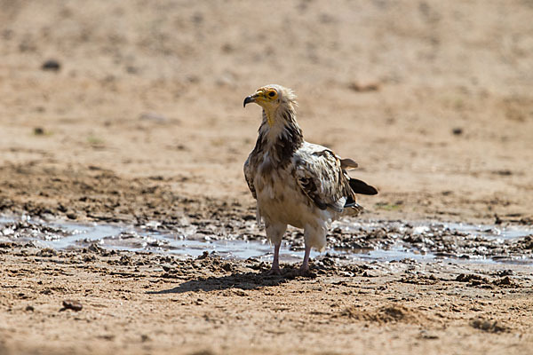 Schmutzgeier (Neophron percnopterus)