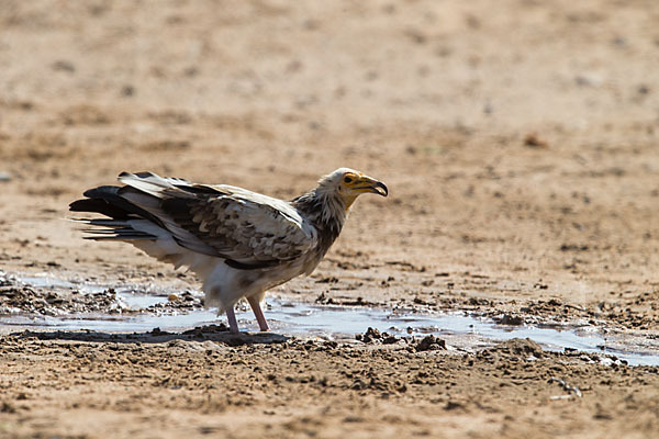 Schmutzgeier (Neophron percnopterus)