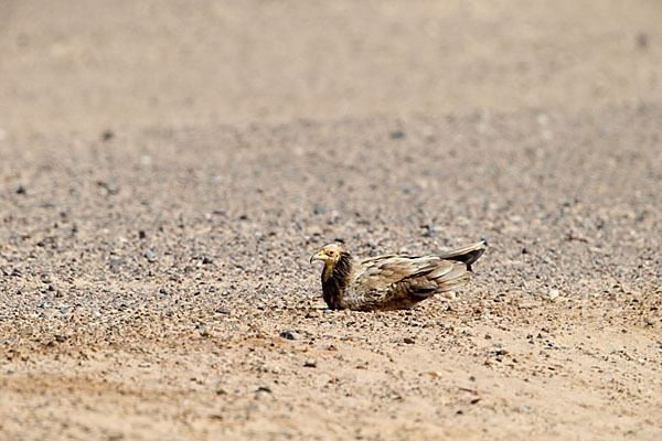 Schmutzgeier (Neophron percnopterus)