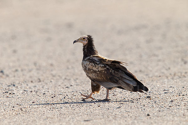 Schmutzgeier (Neophron percnopterus)