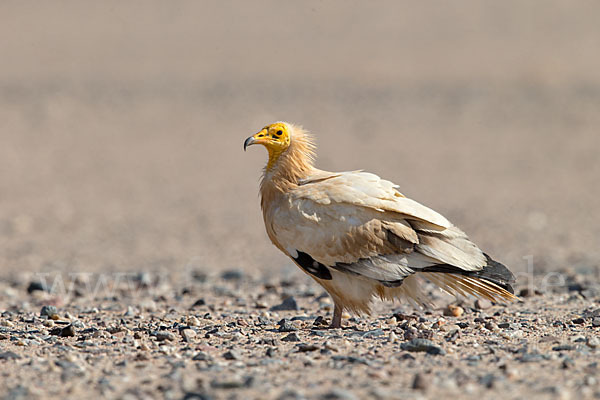 Schmutzgeier (Neophron percnopterus)