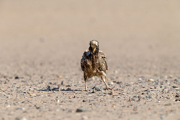 Schmutzgeier (Neophron percnopterus)