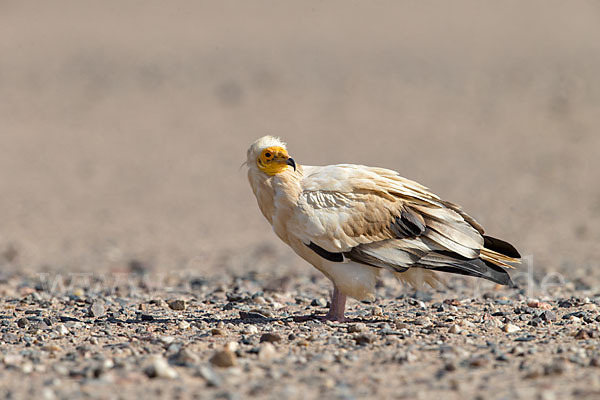 Schmutzgeier (Neophron percnopterus)