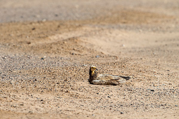 Schmutzgeier (Neophron percnopterus)