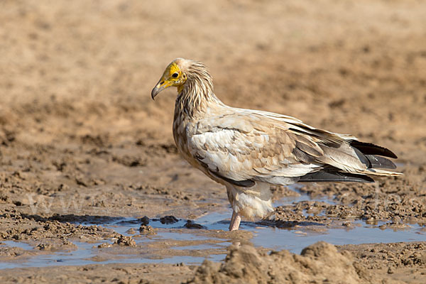 Schmutzgeier (Neophron percnopterus)