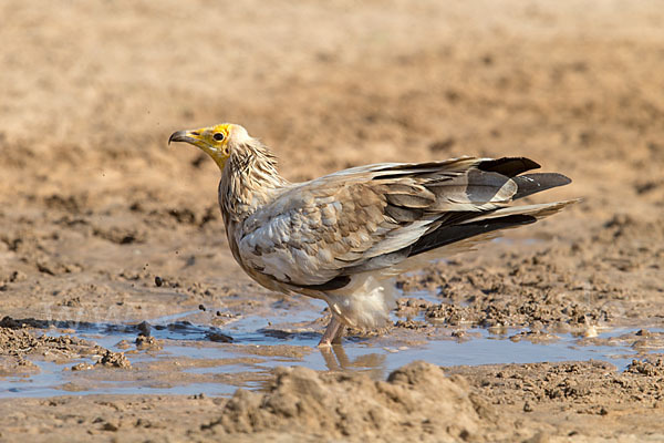 Schmutzgeier (Neophron percnopterus)