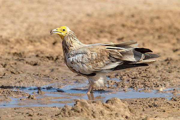 Schmutzgeier (Neophron percnopterus)