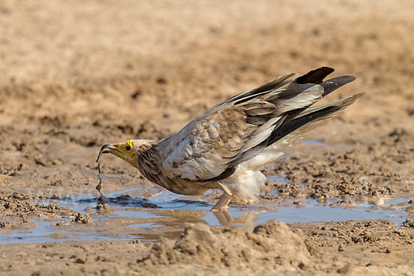 Schmutzgeier (Neophron percnopterus)