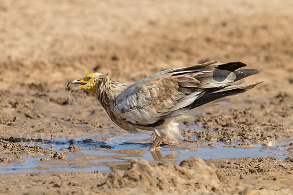 Schmutzgeier (Neophron percnopterus)