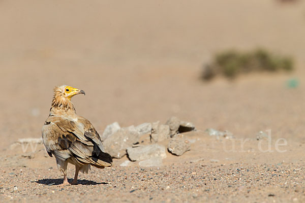 Schmutzgeier (Neophron percnopterus)