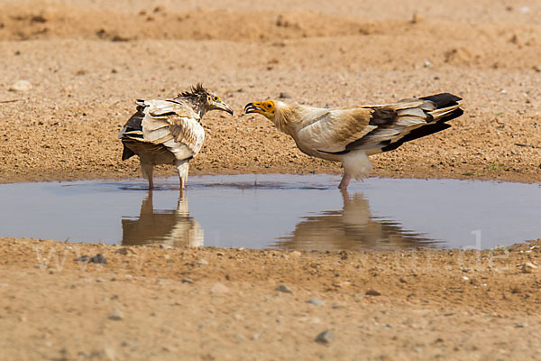 Schmutzgeier (Neophron percnopterus)