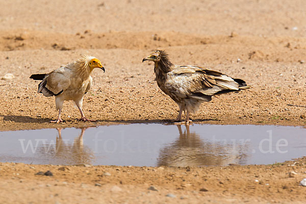 Schmutzgeier (Neophron percnopterus)