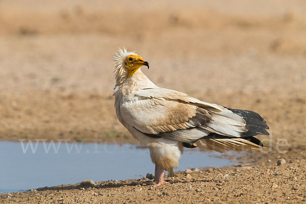 Schmutzgeier (Neophron percnopterus)