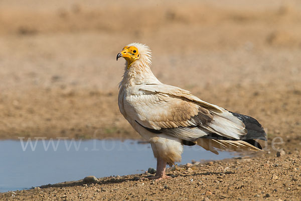 Schmutzgeier (Neophron percnopterus)