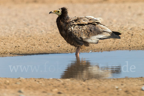 Schmutzgeier (Neophron percnopterus)