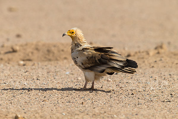 Schmutzgeier (Neophron percnopterus)