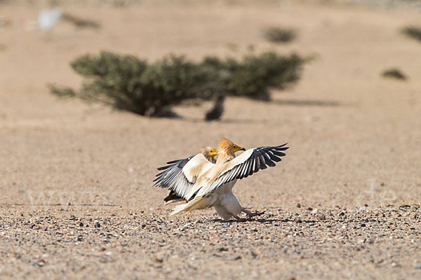 Schmutzgeier (Neophron percnopterus)