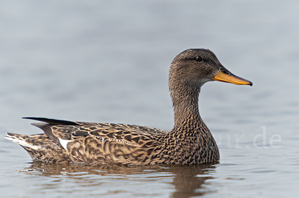 Schnatterente (Anas strepera)