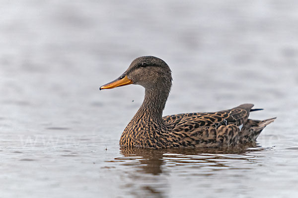 Schnatterente (Anas strepera)