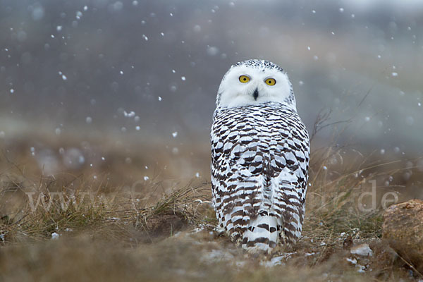 Schnee-Eule (Bubo scandiacus)