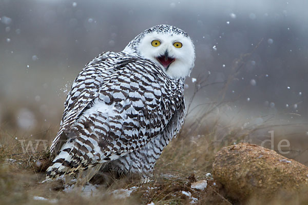 Schnee-Eule (Bubo scandiacus)