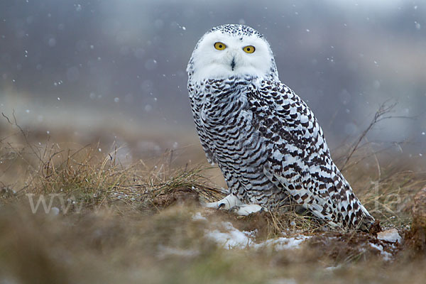 Schnee-Eule (Bubo scandiacus)