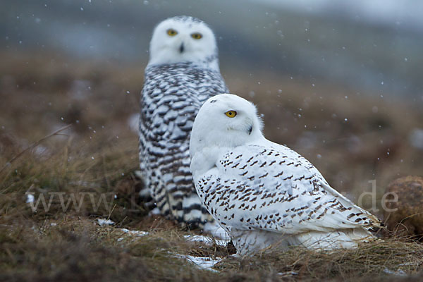 Schnee-Eule (Bubo scandiacus)