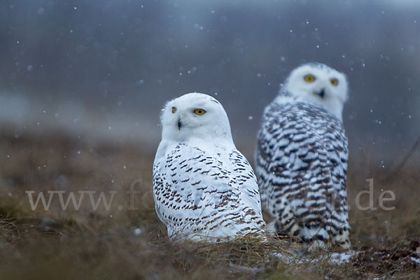 Schnee-Eule (Bubo scandiacus)