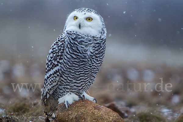 Schnee-Eule (Bubo scandiacus)