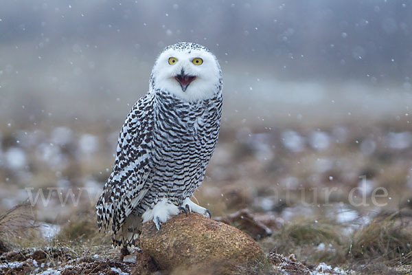 Schnee-Eule (Bubo scandiacus)